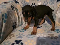 A&C1 Blue, a male Doberman Pinscher for sale in Kenbridge, VA – 4 of 10