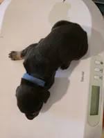 A&C1 Blue, a male Doberman Pinscher for sale in Kenbridge, VA – Photo 4 of 4