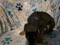 A&C1 Blue, a male Doberman Pinscher for sale in Kenbridge, VA – 9 of 10