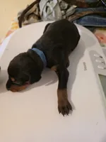 A&C1 Blue, a male Doberman Pinscher for sale in Kenbridge, VA – Photo 2 of 4