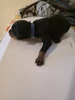 A&C1 Blue, a male Doberman Pinscher for sale in Kenbridge, VA – Photo 3 of 4