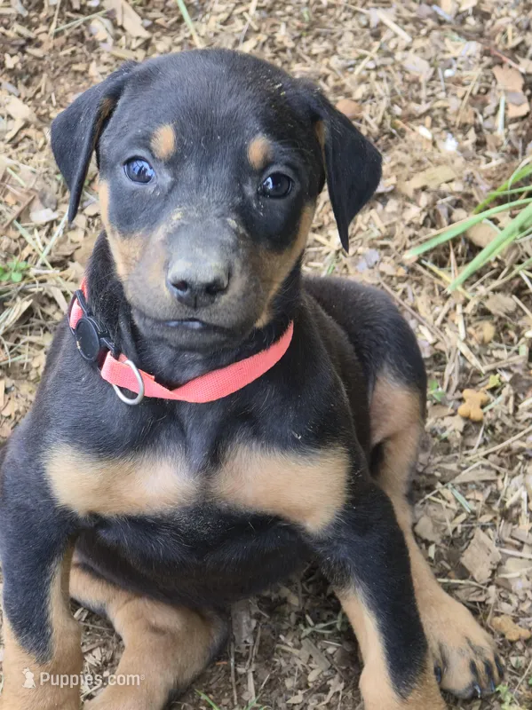 A&C1 Pink – Doberman Pinscher puppy for sale in Kenbridge, VA