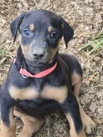 A&C1 Pink, a female Doberman Pinscher for sale in Kenbridge, VA – 1 of 10