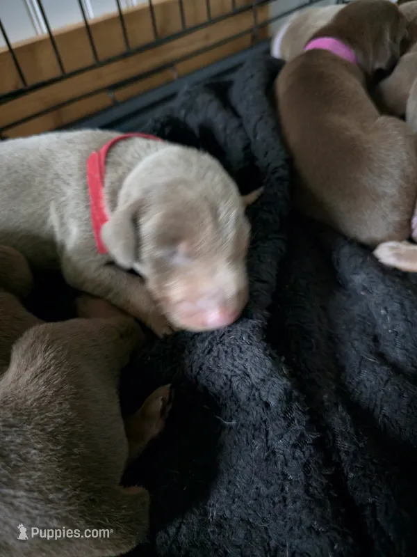 Red collar A&A3 – Doberman Pinscher puppy for sale in Kenbridge, VA