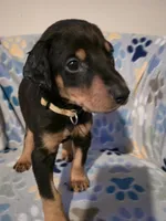 A&C1 Yellow, a male Doberman Pinscher for sale in Kenbridge, VA – 2 of 8