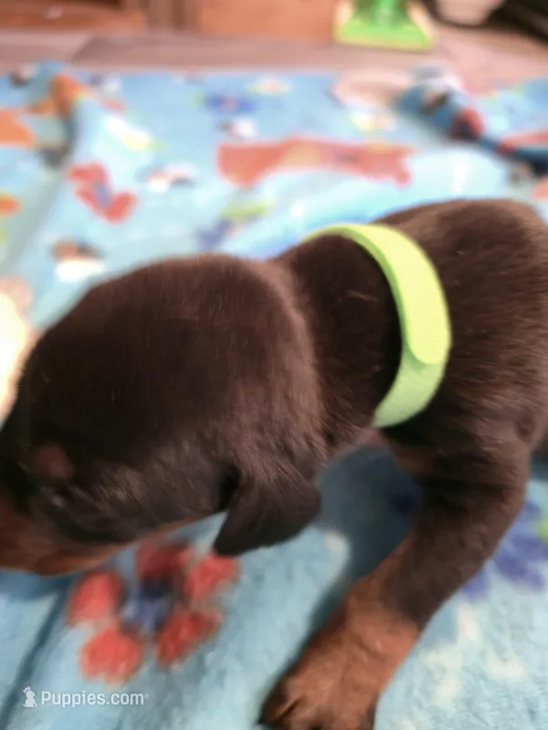 A&C1 Yellow – Doberman Pinscher puppy for sale in Kenbridge, VA