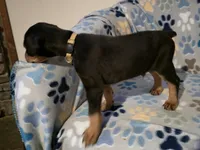 A&C1 Yellow, a male Doberman Pinscher for sale in Kenbridge, VA – 6 of 8