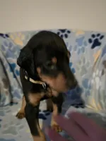 A&C1 Yellow, a male Doberman Pinscher for sale in Kenbridge, VA – 5 of 8