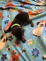 A&C1 Yellow, a male Doberman Pinscher for sale in Kenbridge, VA – Photo 3 of 3