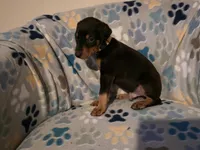 A&C1 Yellow, a male Doberman Pinscher for sale in Kenbridge, VA – 3 of 8