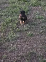 A&C1 orange, a male Doberman Pinscher for sale in Kenbridge, VA – 3 of 9