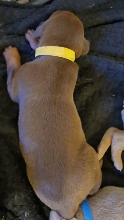 Yellow A&A3, a male Doberman Pinscher for sale in Kenbridge, VA – 3 of 3