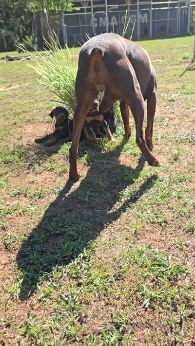 A&C1 Blue, a male Doberman Pinscher for sale in Kenbridge, VA – 10 of 10