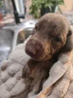 Black A&A3, a female Doberman Pinscher for sale in Kenbridge, VA – 2 of 4