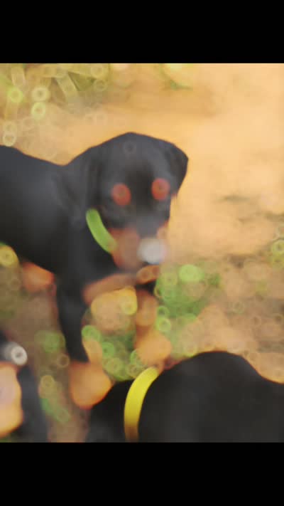 A&C1 Red, a male Doberman Pinscher for sale in Kenbridge, VA – 9 of 9