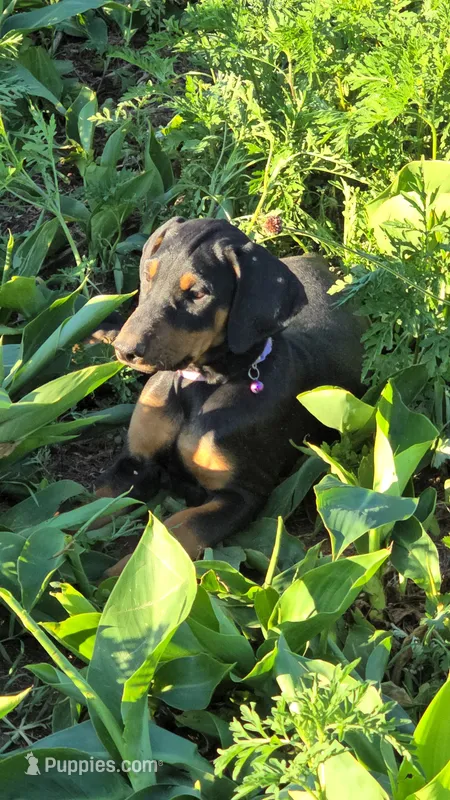 A&C1 Blue – Doberman Pinscher puppy for sale in Kenbridge, VA