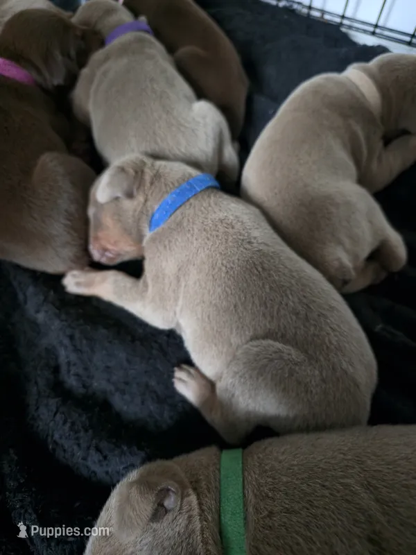 Blue collar A&A3  – Doberman Pinscher puppy for sale in Kenbridge, VA