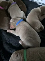 Blue collar A&A3 , a male Doberman Pinscher for sale in Kenbridge, VA – 1 of 2