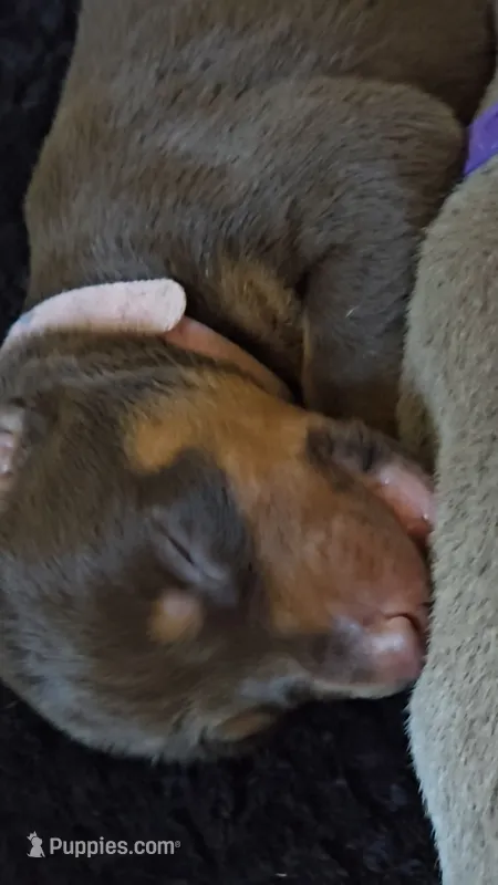 Pink A&A3 – Doberman Pinscher puppy for sale in Kenbridge, VA