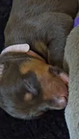 Pink A&A3, a female Doberman Pinscher for sale in Kenbridge, VA – 1 of 2