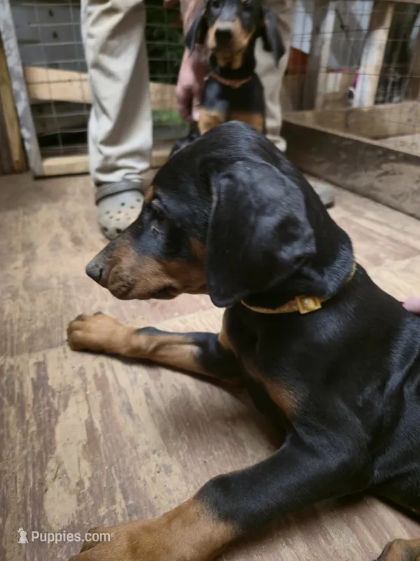 A&C1 Pink – Doberman Pinscher puppy for sale in Kenbridge, VA