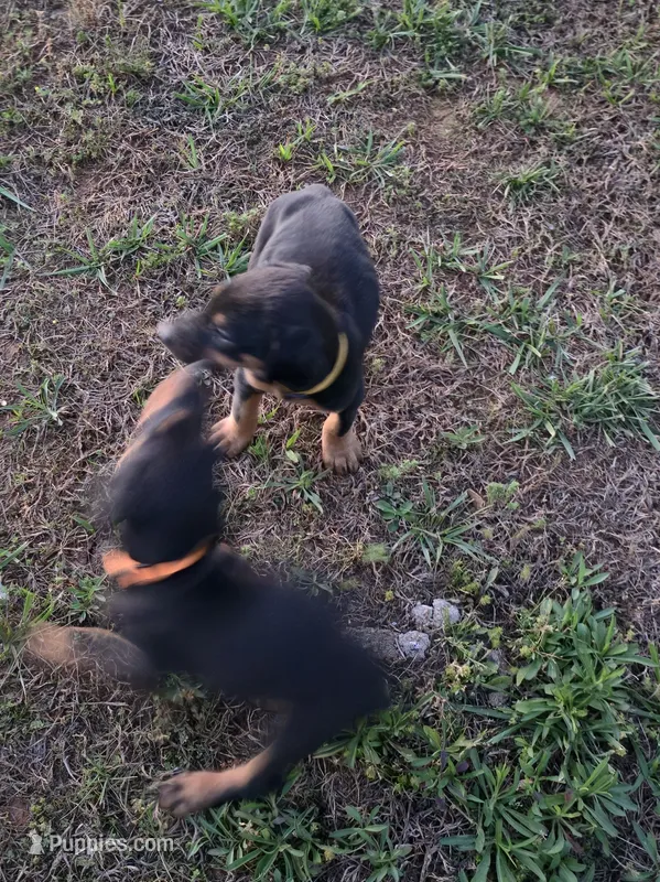 A&C1 orange – Doberman Pinscher puppy for sale in Kenbridge, VA