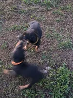 A&C1 orange, a male Doberman Pinscher for sale in Kenbridge, VA – 2 of 9