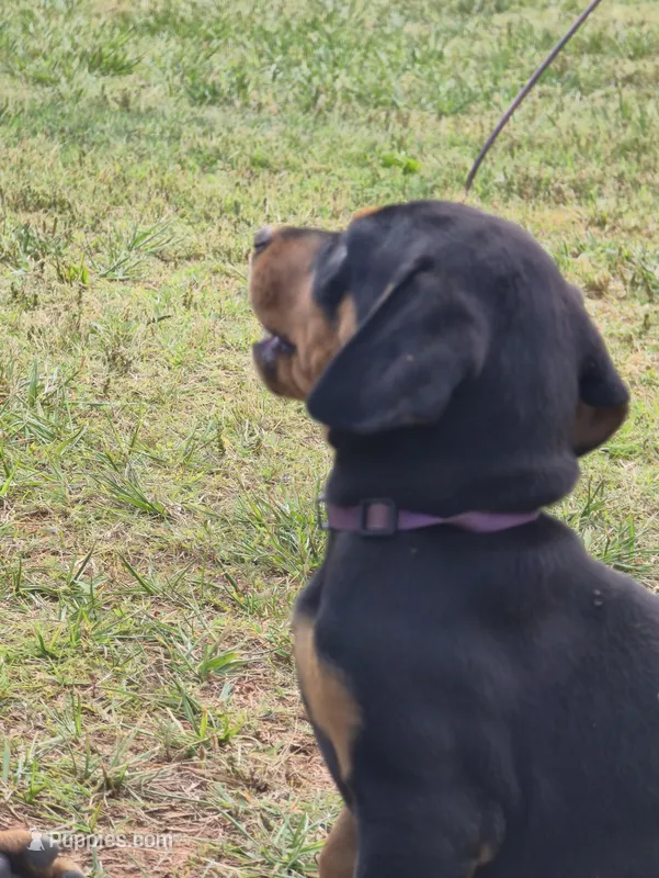 A&C1 Purple – Doberman Pinscher puppy for sale in Kenbridge, VA