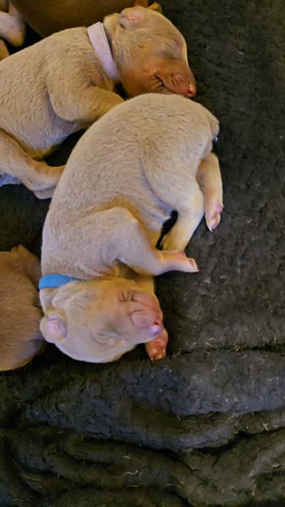 Blue collar A&A3 , a male Doberman Pinscher for sale in Kenbridge, VA – 2 of 2