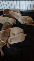 Yellow A&A3, a male Doberman Pinscher for sale in Kenbridge, VA – 2 of 3