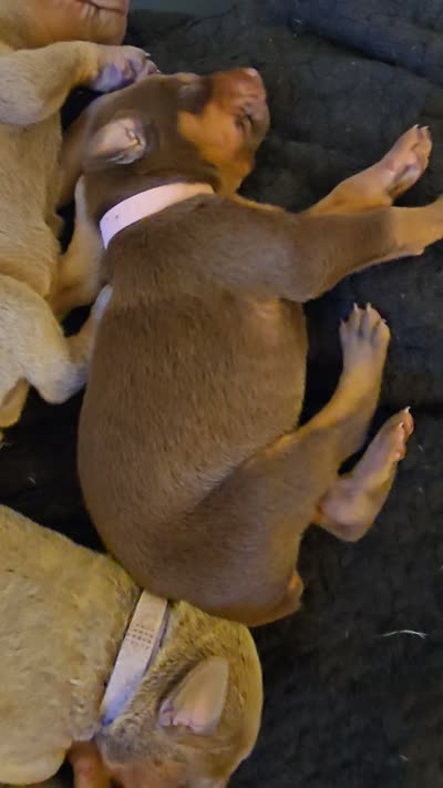 Pink A&A3, a female Doberman Pinscher for sale in Kenbridge, VA – 2 of 2