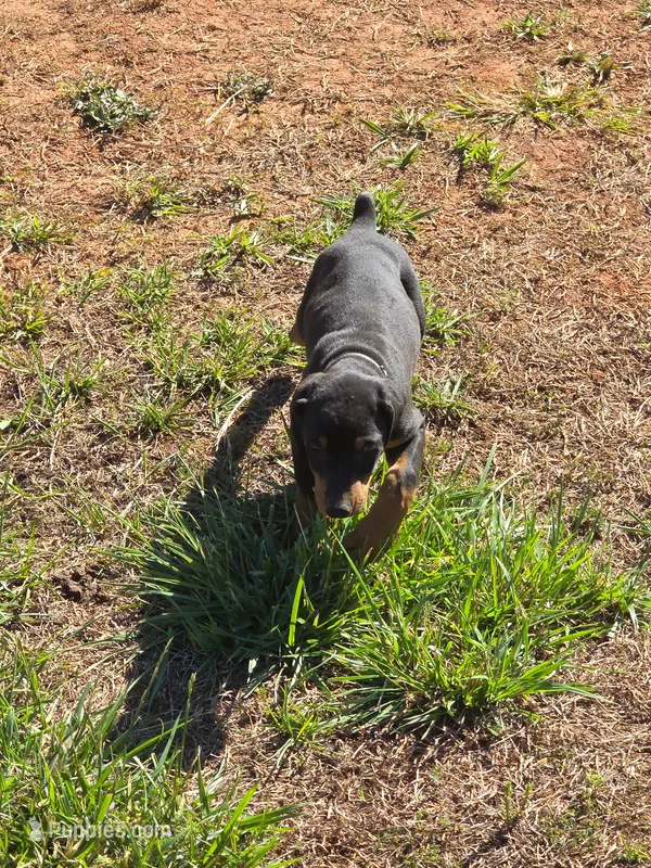 A&C1 Blue – Doberman Pinscher puppy for sale in Kenbridge, VA