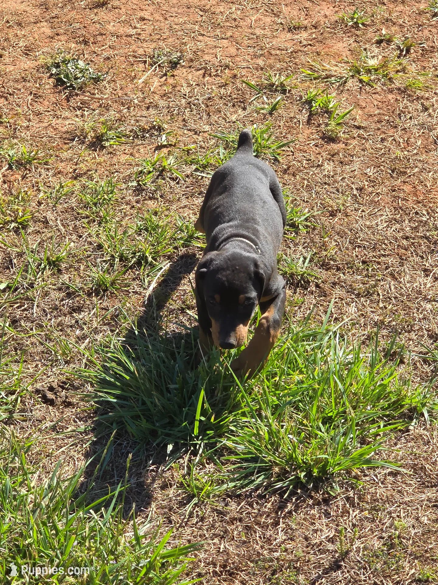 A&C1 Blue, a male Doberman Pinscher for sale in Kenbridge, VA – 1 of 10