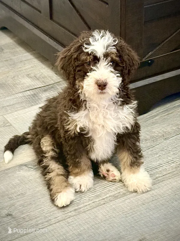 Millie – Miniature Bernedoodle puppy for sale in Syracuse, NY
