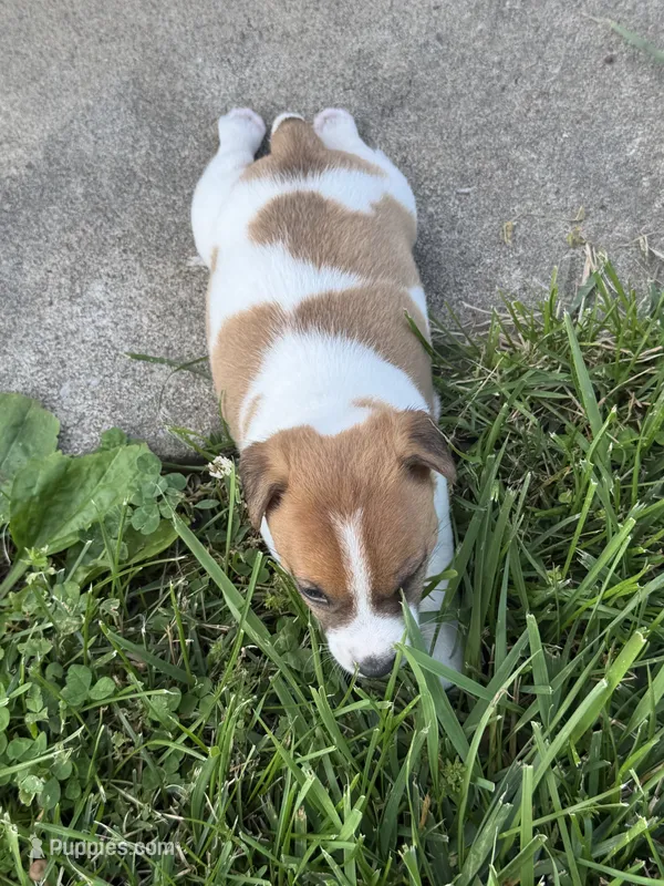 Bear – Jack Russell Terrier puppy for sale in Lincoln, MO
