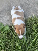 Bear, a male Jack Russell Terrier for sale in Lincoln, MO – 1 of 1