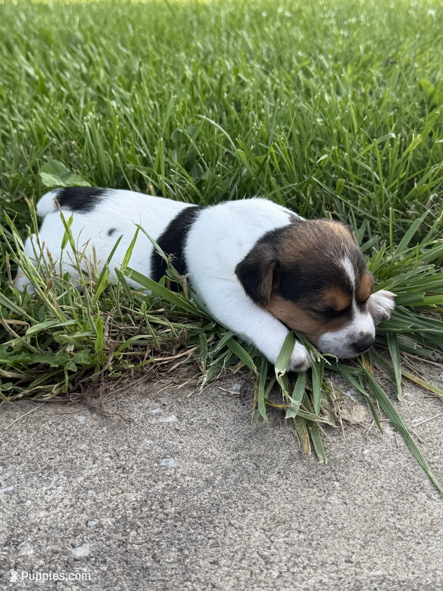 Russeluno PUBLIC TURFREES まとめ買いならお安くできます Rip – Jack Russell Terrier Puppy for Sale in Lincoln, MO | Puppies.com