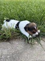 Rip, a male Jack Russell Terrier for sale in Lincoln, MO – 1 of 1