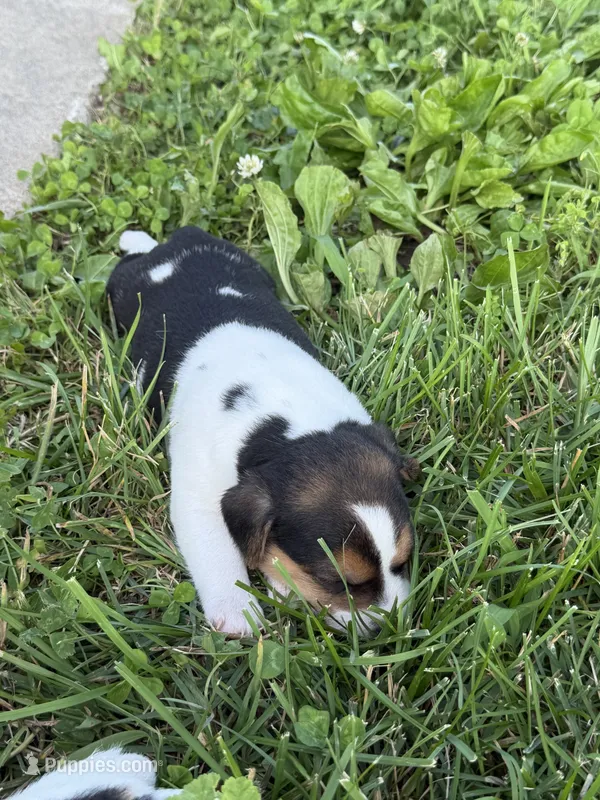 Tux – Jack Russell Terrier puppy for sale in Lincoln, MO