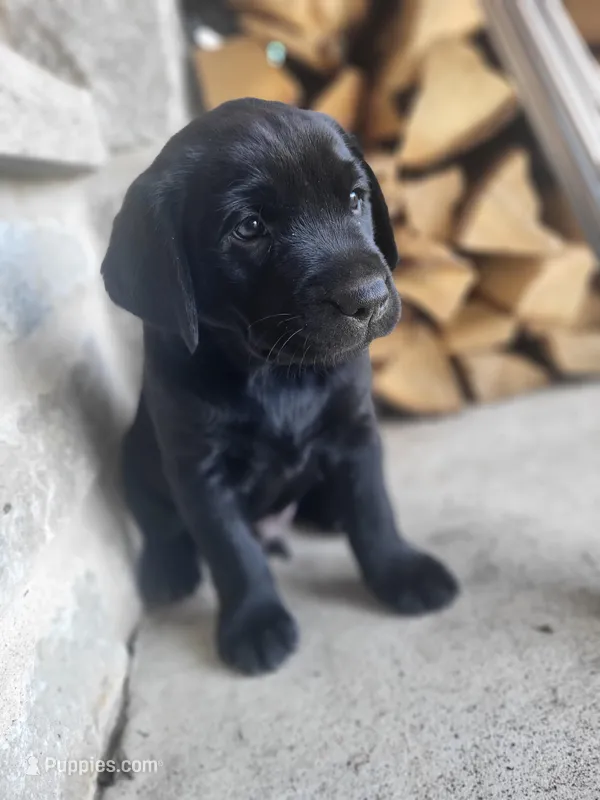 Tim – Labrador Retriever puppy for sale in Eureka, IL