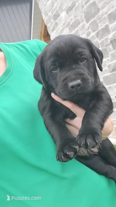 Tim – Labrador Retriever puppy for sale in Eureka, IL