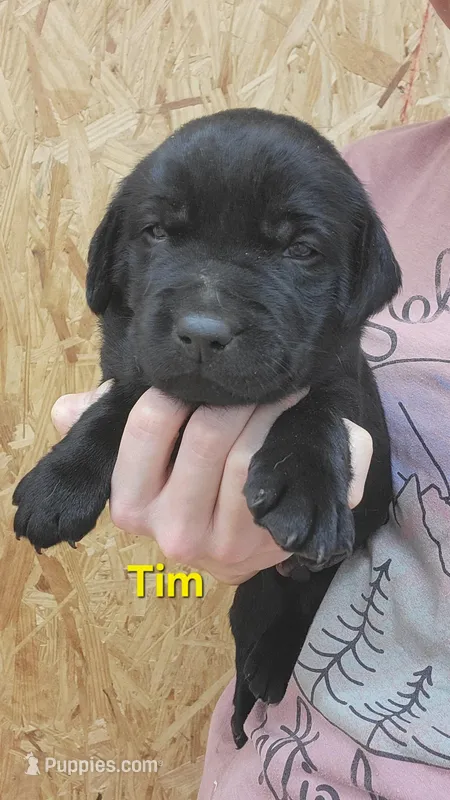 Tim – Labrador Retriever puppy for sale in Eureka, IL