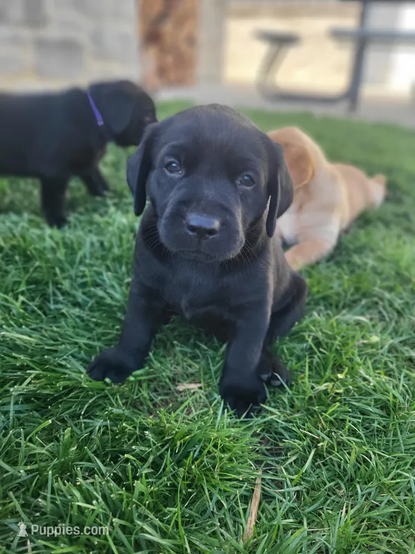 Tim – Labrador Retriever puppy for sale in Eureka, IL