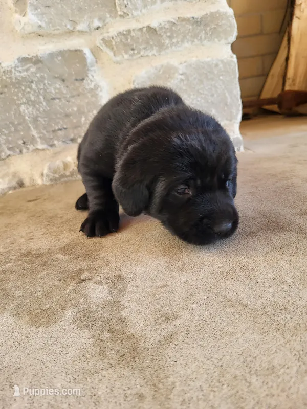 Tim – Labrador Retriever puppy for sale in Eureka, IL