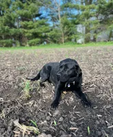 Shania , a female Labrador Retriever for sale in Eureka, IL – Photo 7 of 7