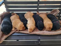 Shania , a female Labrador Retriever for sale in Eureka, IL – Photo 3 of 7