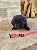 Shania , a female Labrador Retriever for sale in Eureka, IL – Photo 1 of 7