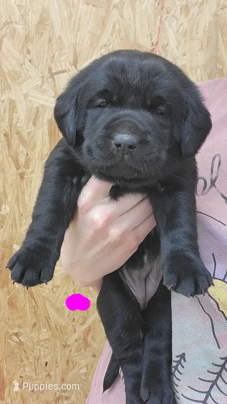 Shania  – Labrador Retriever puppy for sale in Eureka, IL