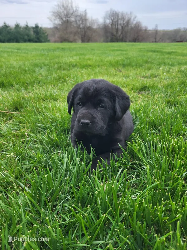 Shania  – Labrador Retriever puppy for sale in Eureka, IL