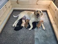 Shania , a female Labrador Retriever for sale in Eureka, IL – Photo 4 of 7